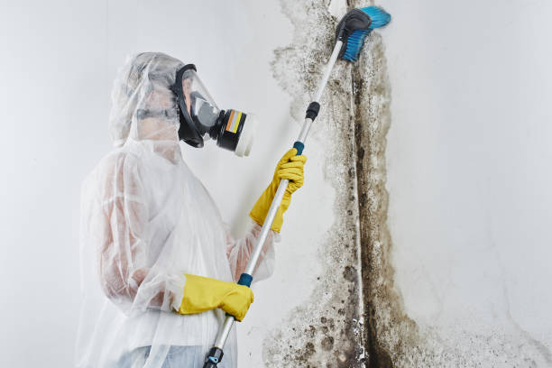 Mold Removal Process in Chattanooga, TN
