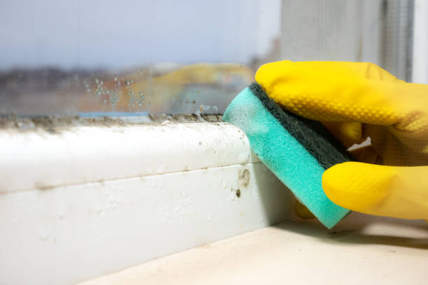 Best Black Mold Removal  in Chattanooga, TN