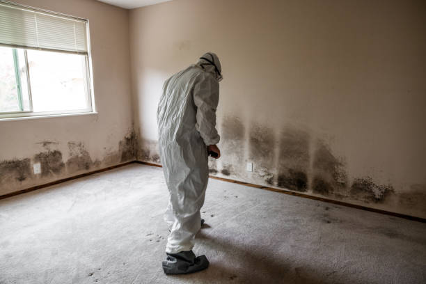 Best Residential Mold Removal  in Chattanooga, TN