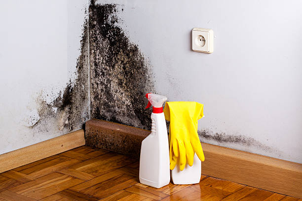 Best Commercial Mold Removal  in Chattanooga, TN